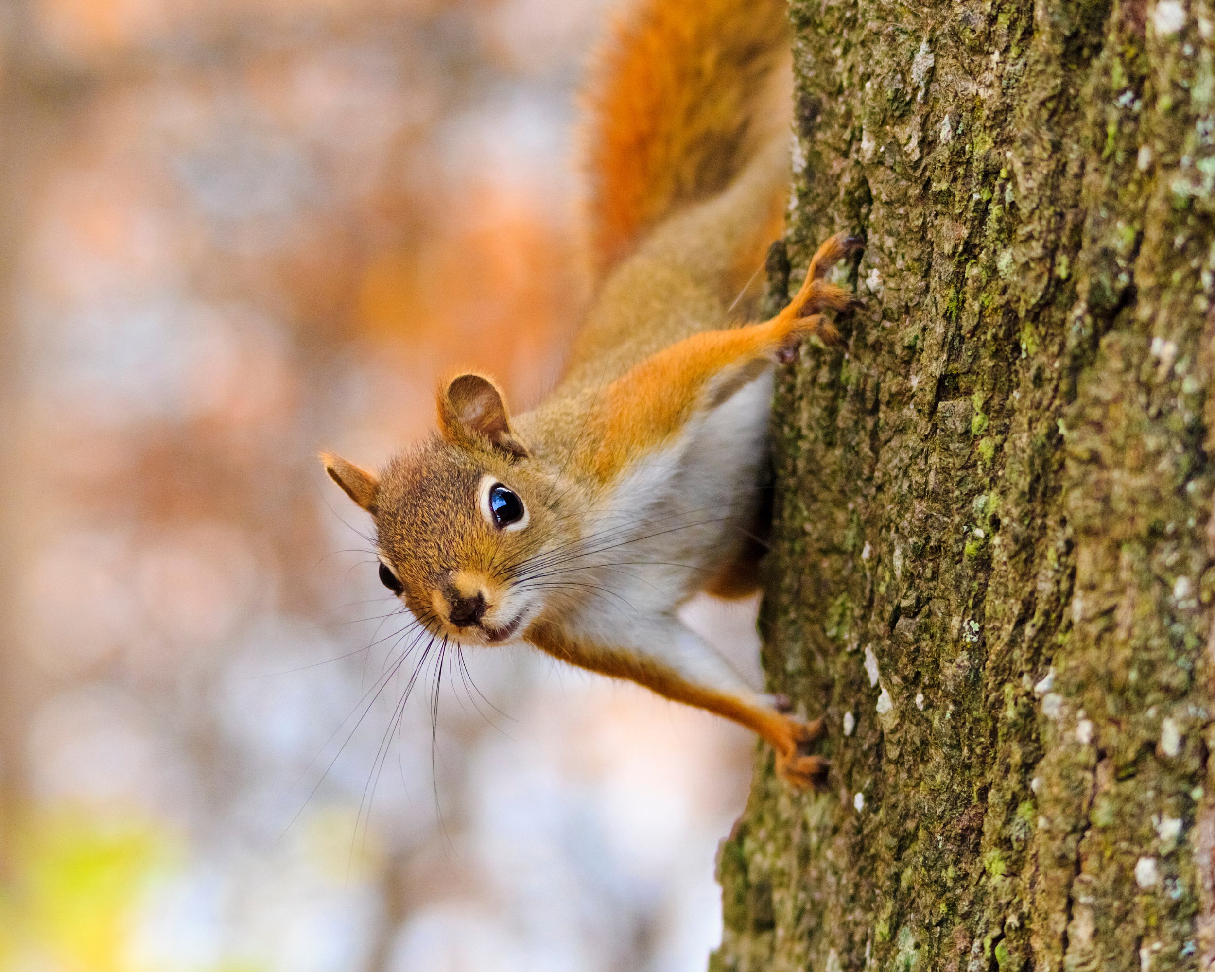 Wildlife Viewing At Walden Woods